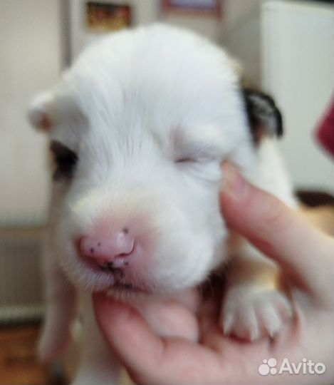 Собака в добрые руки отдам бесплатно щенки