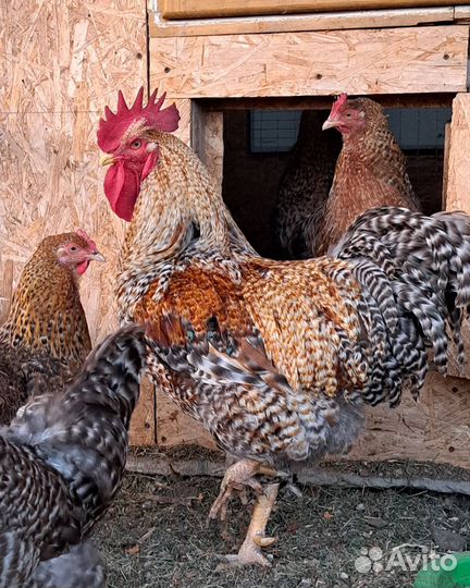 Билефельдер петух