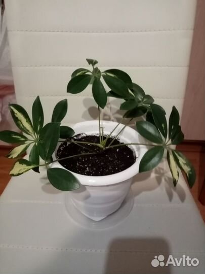 Комнатные цветы