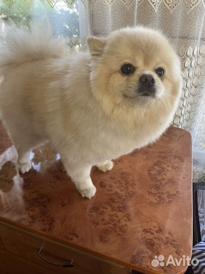 Груминг животных