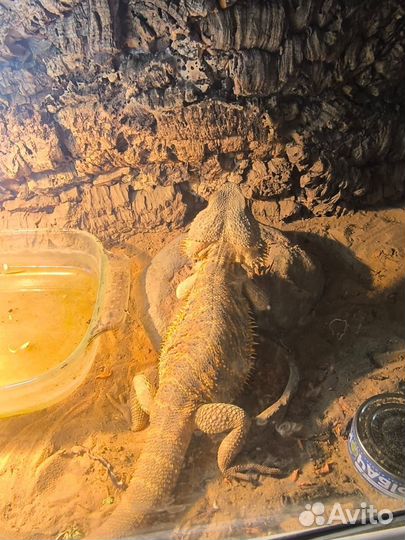 Бородатая агама