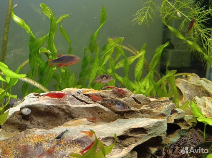 Микрорасбора галактика