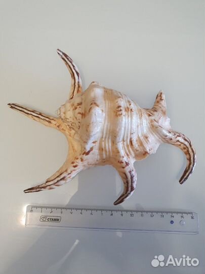 Ракушка морская большая