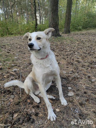 Собака в добрые руки