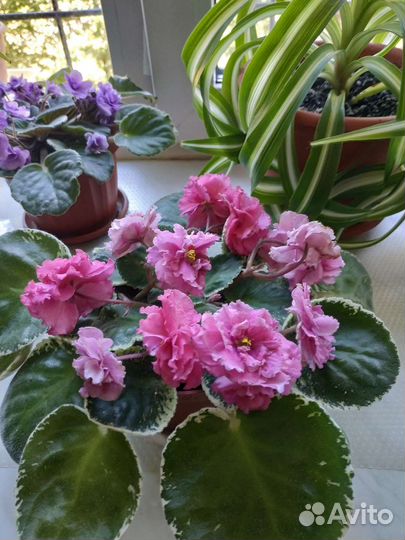 Детки сортовых фиалок