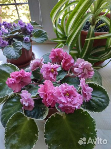 Детки сортовых фиалок