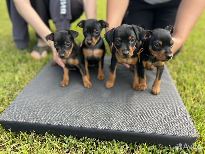 Собака щенок породы цвергпинчер