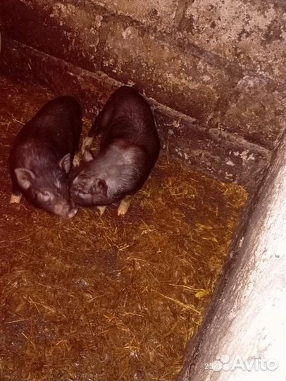 Вьетнамск вислобрюхий поросенок