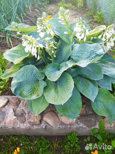 Хоста сорт Фрэгрант Блу