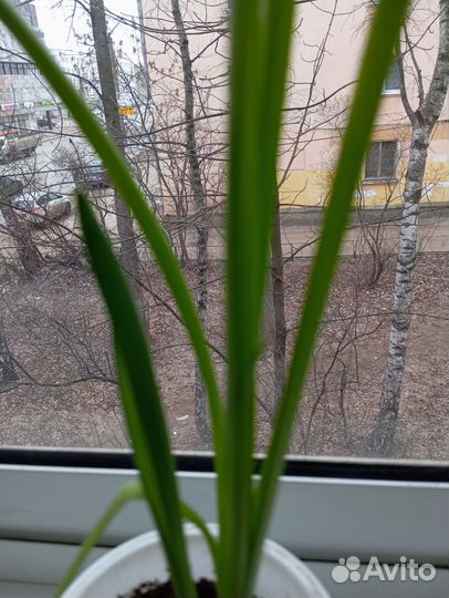 Рассада нарциссов