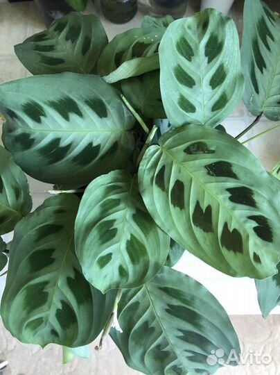 Маранта Керховена