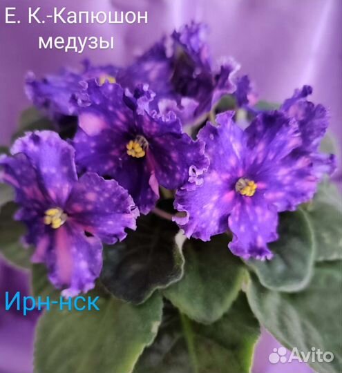 Сортовые фиалки-детки