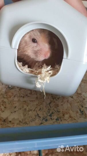 Пригляжу за вашим питомцем в ваше отсутствие