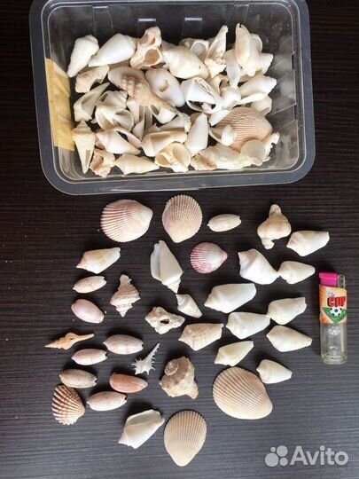 Морские ракушки