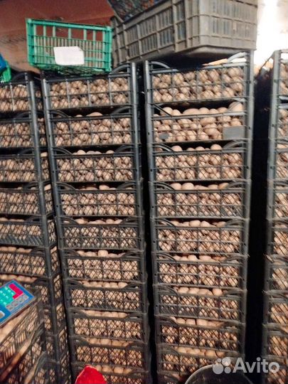 Семенной картофель Тверь