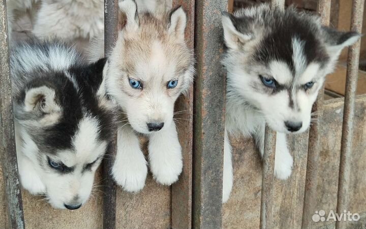 Сибирские хаски