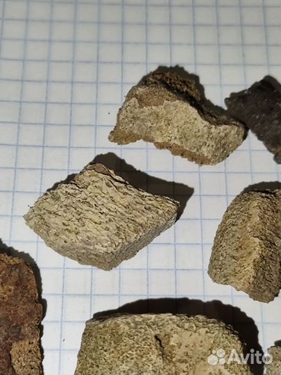 Кости эласмозавров/рептилия