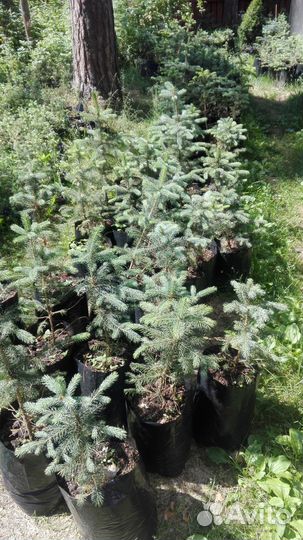 Ель голубая колючая