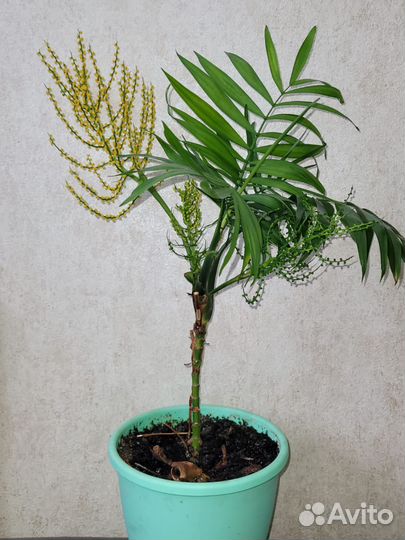 Пальма хамедорея