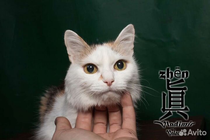 Кошечка в добрые руки