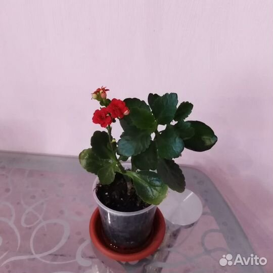 Комнатные растения