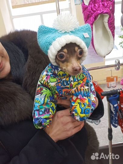 Шапочки для мелких и средних собачек