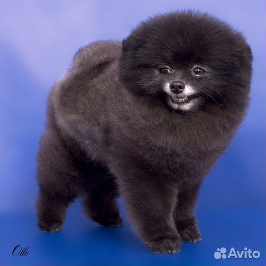 Шпиц