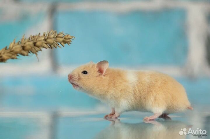 Сирийские Ангорские Хомяки Джунгарские Доставка