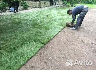 Укладка газона