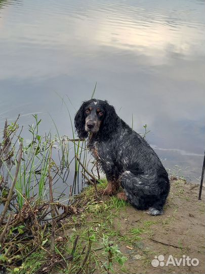 Русский спаниель вязка
