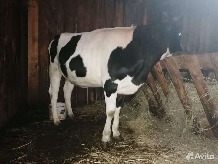 Нетель и бык