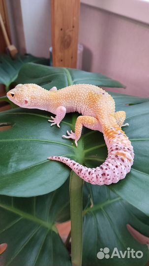 Геккон эублефар