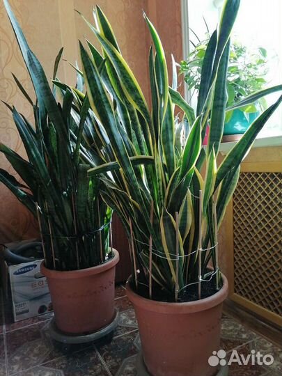 Сансевиерия сортовая