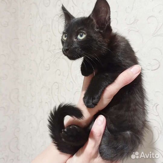Котенок