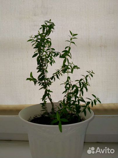 Мирт обыкновенный