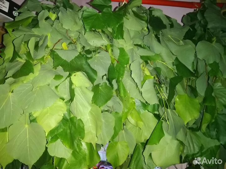 Веники берёзовые, липовые,дубовые