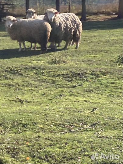 Куйбышевский баран