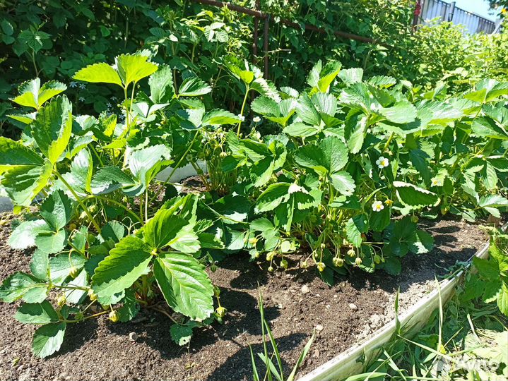 Клубника кустики