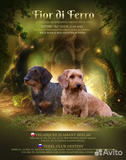 Жесткошерстные рыжики. Питомник РКФ