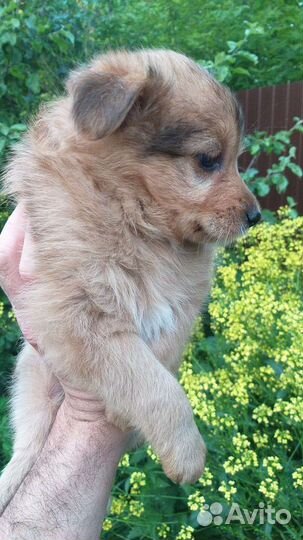 Щенок в добрые руки бесплатно