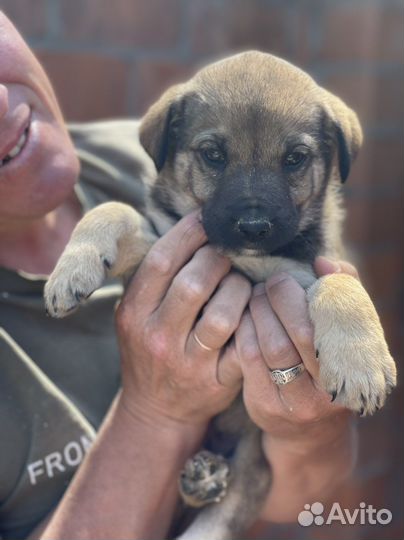 Шикарные малыши в дар