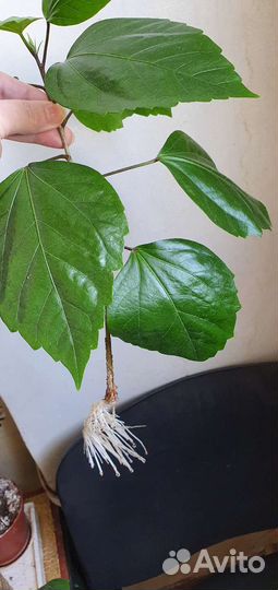 Комнатные растения цветы