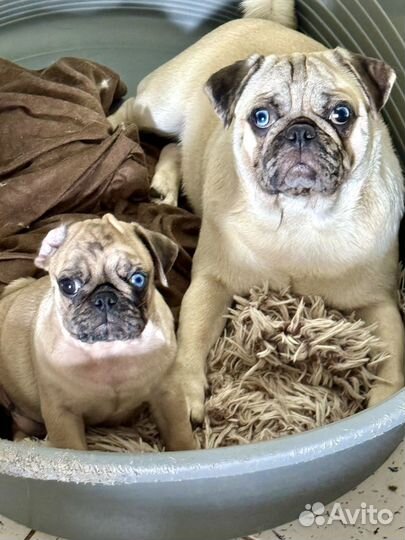 Мопс щенки