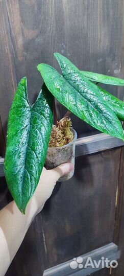 Алоказии, Клубни алоказий