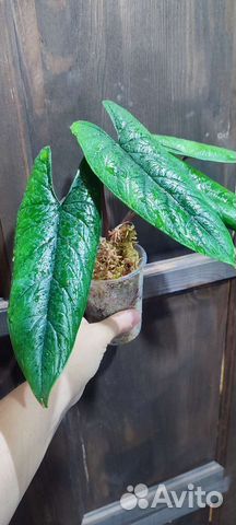 Алоказии, Клубни алоказий