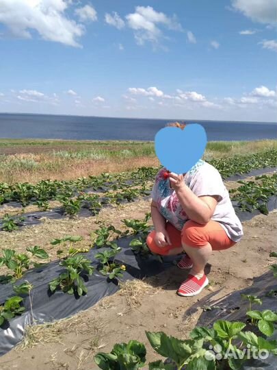 Клубника на заказ