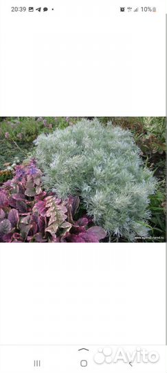 Полынь шмидта