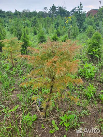 Туи смарагд,брабант,ауреа