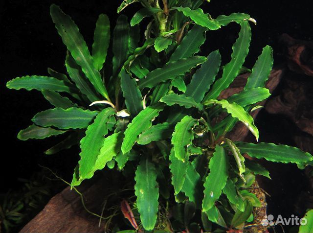 Анцитрусы,Буцефаландра, роголистник