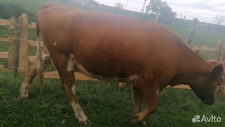 Корова дойная